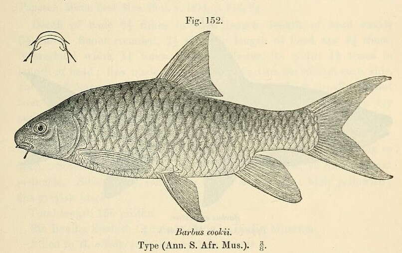 Image de Labeobarbus marequensis (Smith 1841)