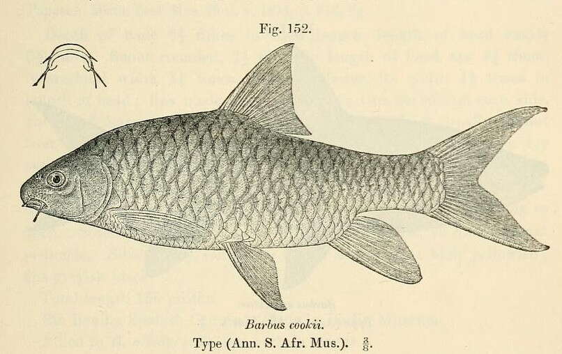 Слика од Labeobarbus marequensis (Smith 1841)