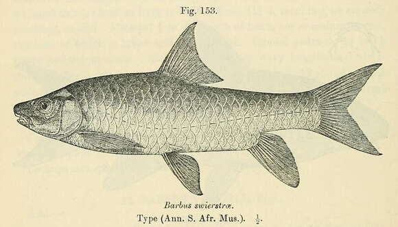 Image of Lowveld Largescale Yellowfish