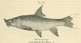 Image de Labeobarbus marequensis (Smith 1841)