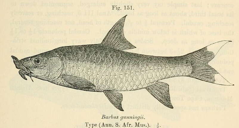 Image de Labeobarbus marequensis (Smith 1841)