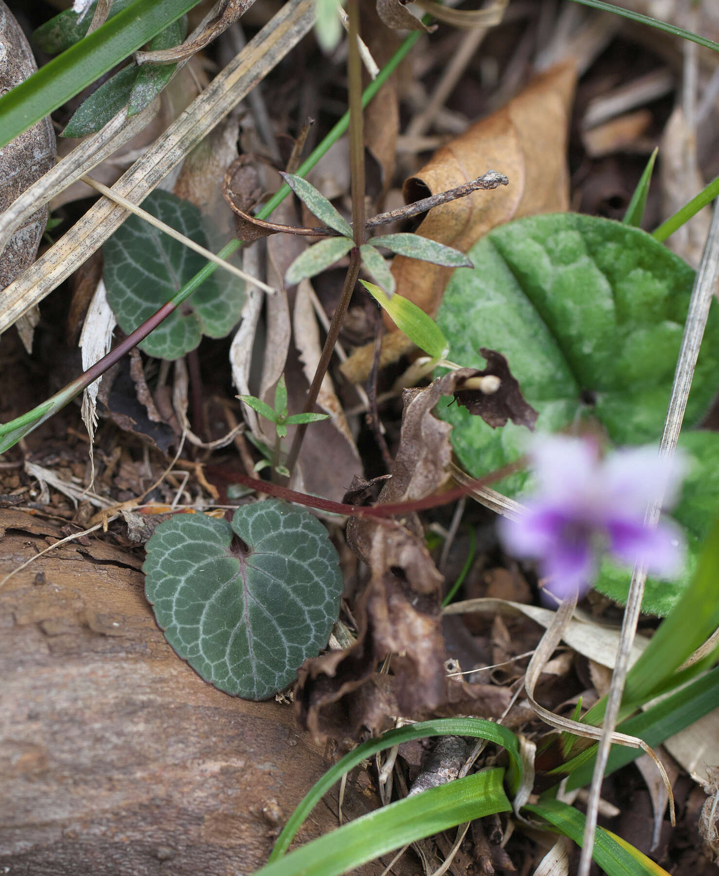 Image of Viola sieboldii Maxim.