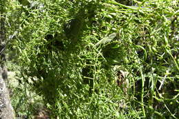 Image of Bowiea volubilis subsp. volubilis