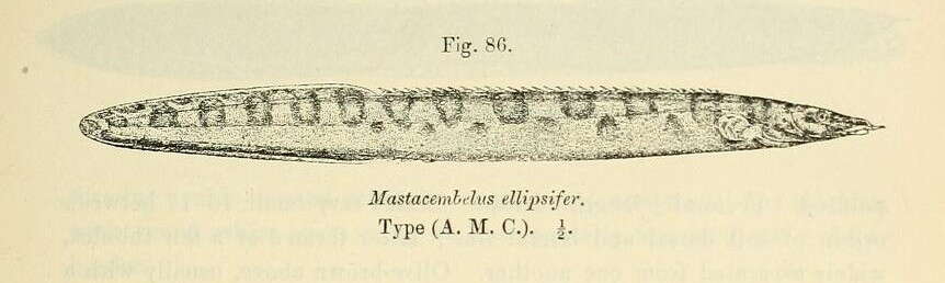 Image of Mastacembelus ellipsifer Boulenger 1899