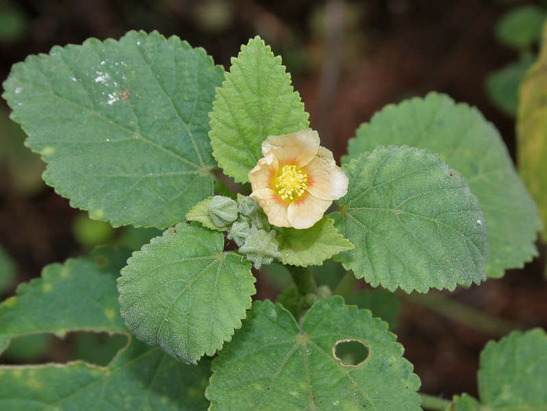 Image of country mallow