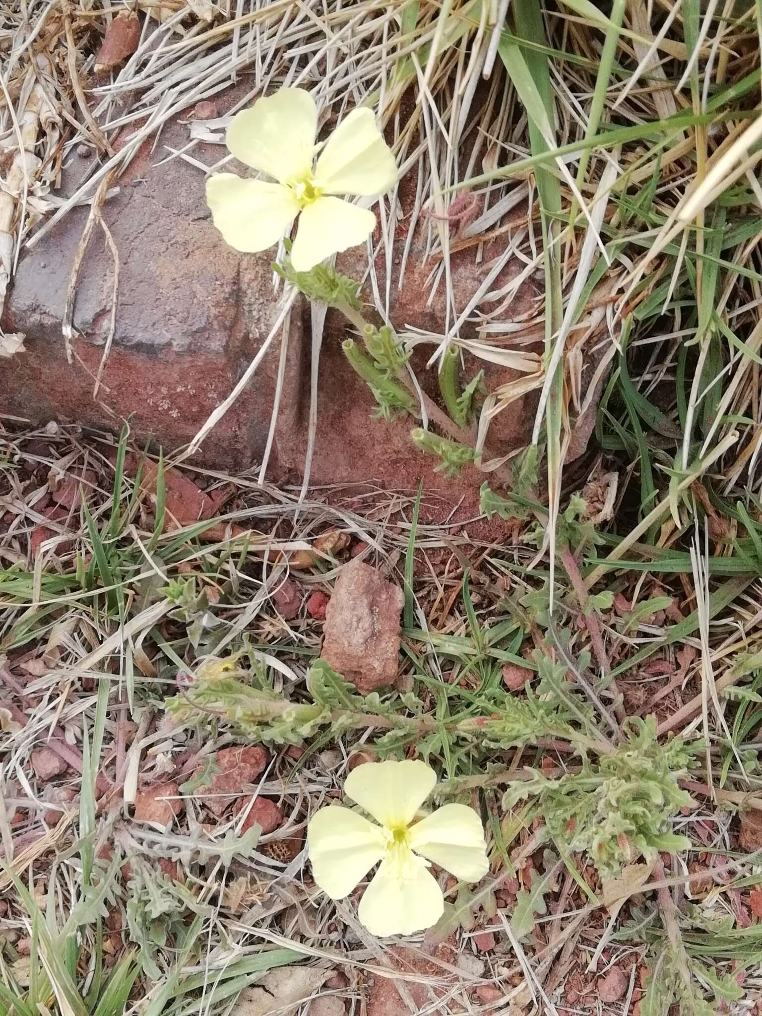 Imagem de Oenothera pubescens Willdenow ex Spreng.