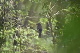 Image of Garrulus glandarius glandarius (Linnaeus 1758)