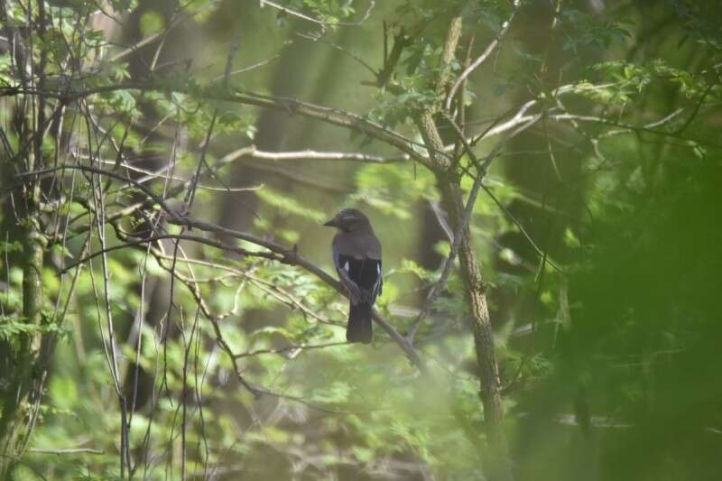 Image of Garrulus glandarius glandarius (Linnaeus 1758)