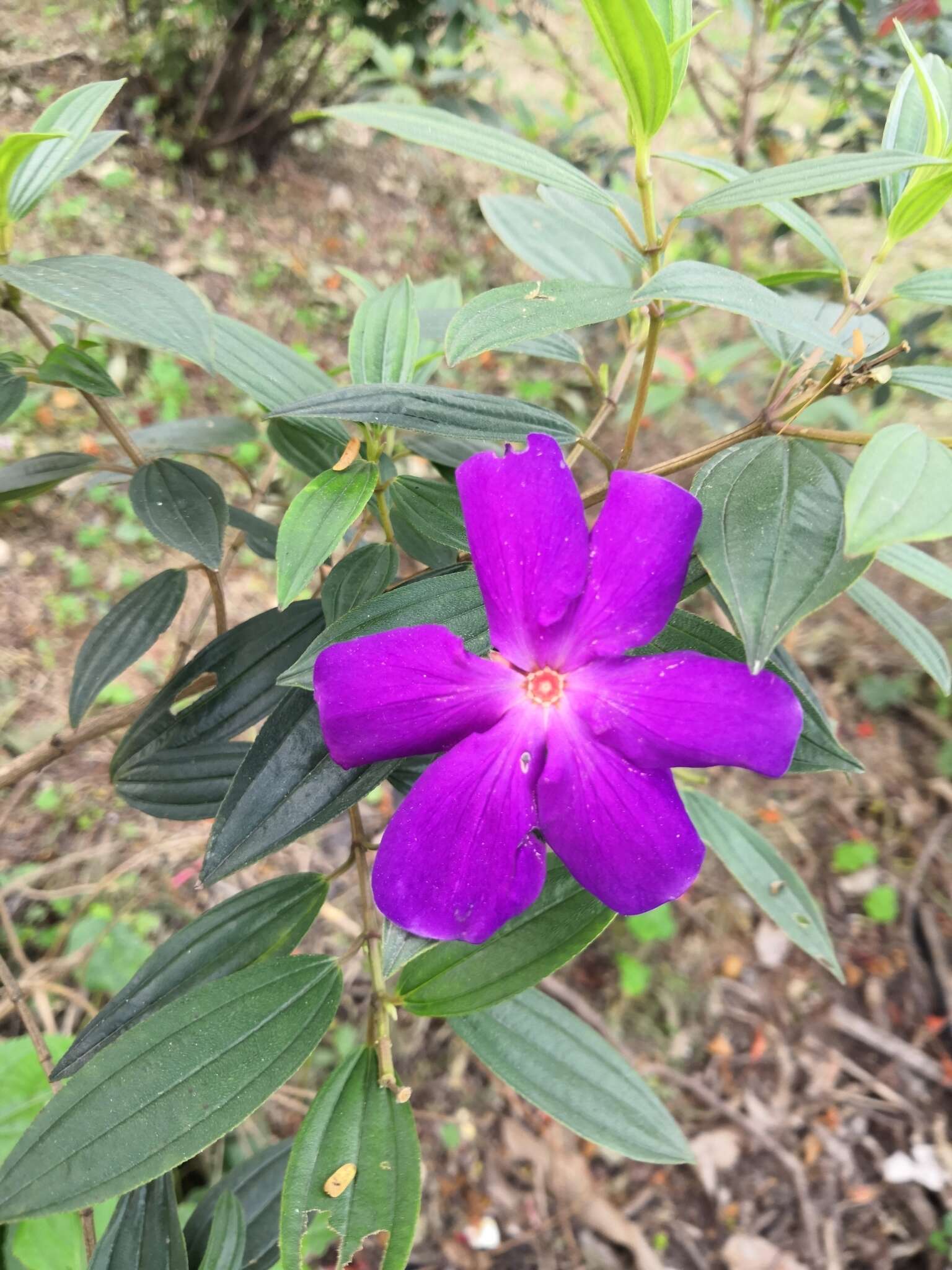 巴西蒂牡花的圖片