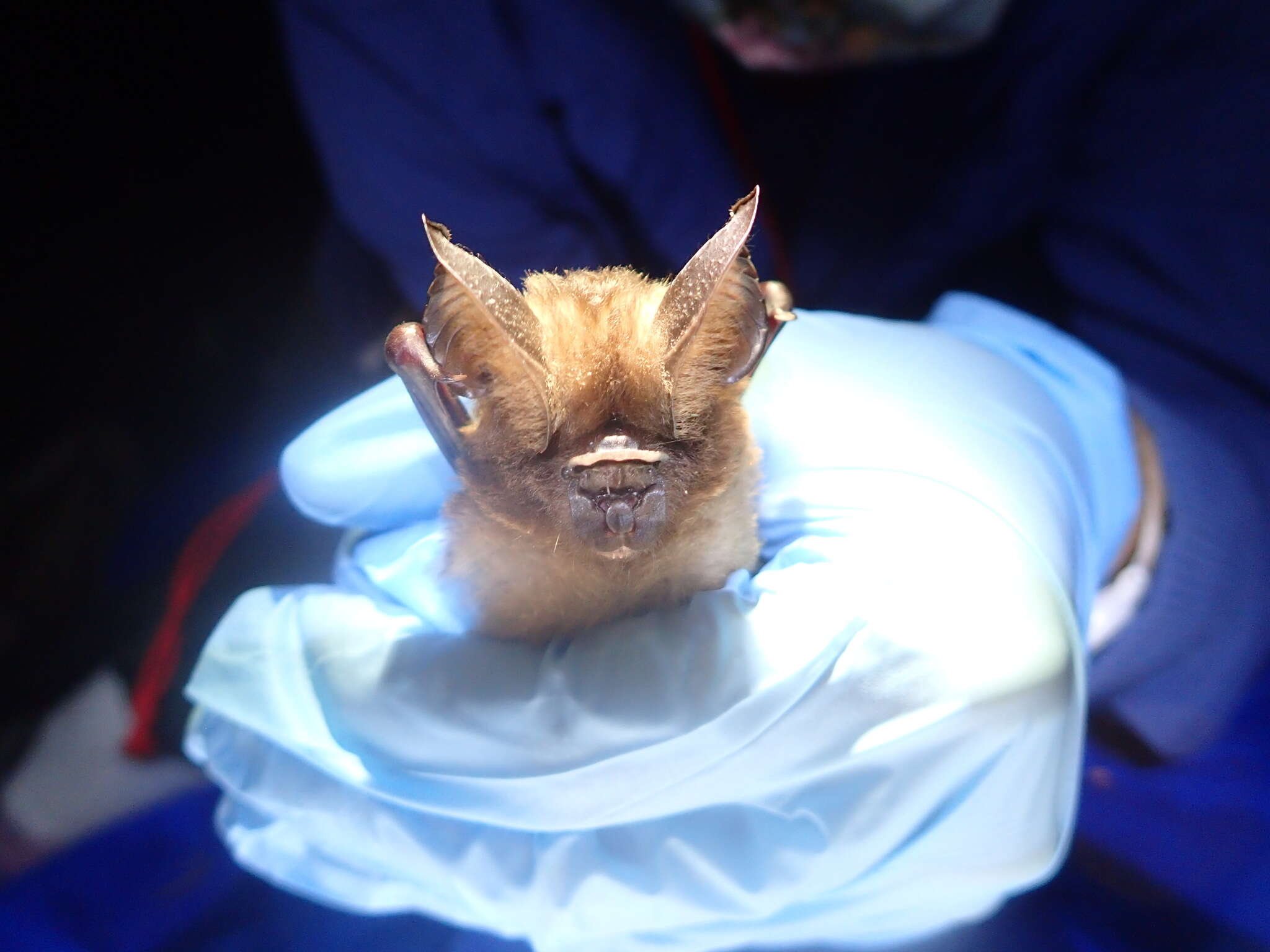 Image of Ridley's Leaf-nosed Bat