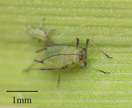 Image of English Grain Aphid