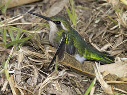 Image of Short-tailed Emerald