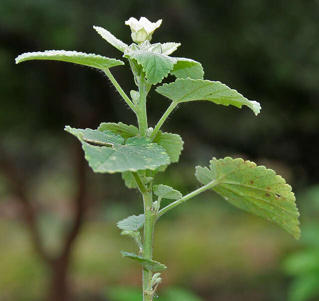 Image of country mallow