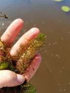 Image of shortspike watermilfoil