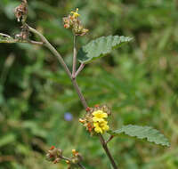 Imagem de Waltheria indica L.