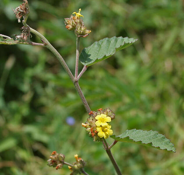 Imagem de Waltheria indica L.