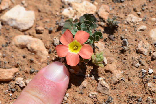 Sivun Oxalis annae F. Bolus kuva