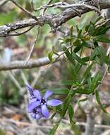 Imagem de Billardiera variifolia DC.