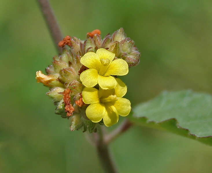 Imagem de Waltheria indica L.