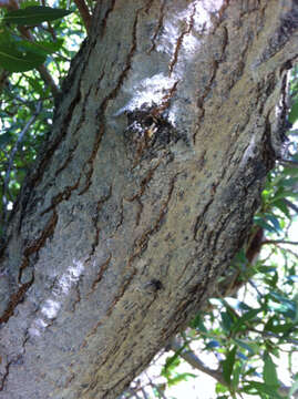 Image of narrowleaf cottonwood