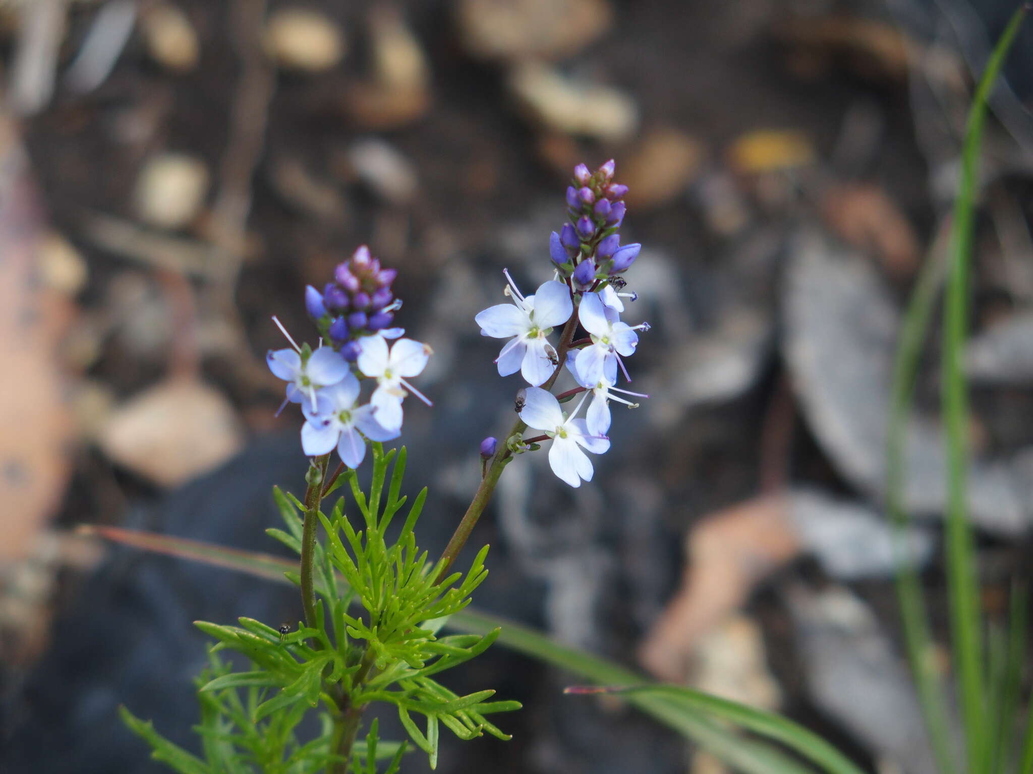 Image of Veronica nivea Lindl.