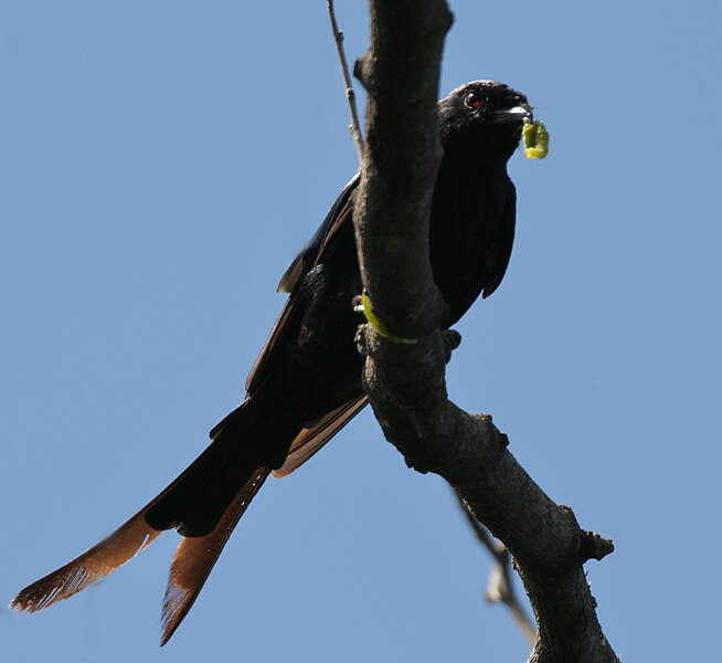 Image of Black Drongo