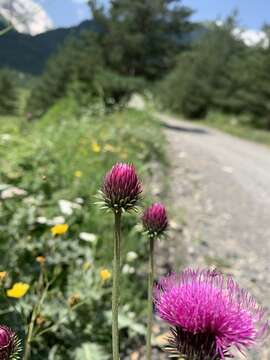 صورة Carduus adpressus C. A. Meyer