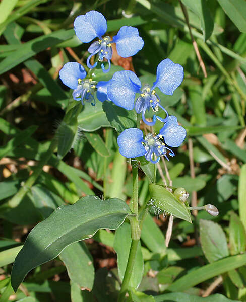 صورة Commelina forskaolii Vahl