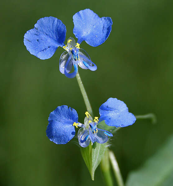 صورة Commelina forskaolii Vahl