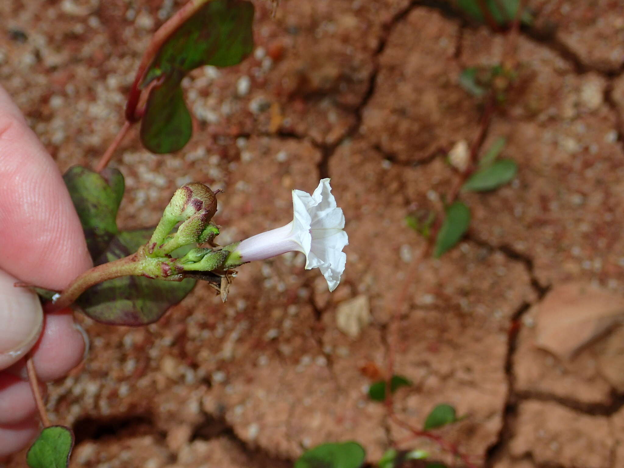 Image of Ipomoea sagittifolia Burm. fil.