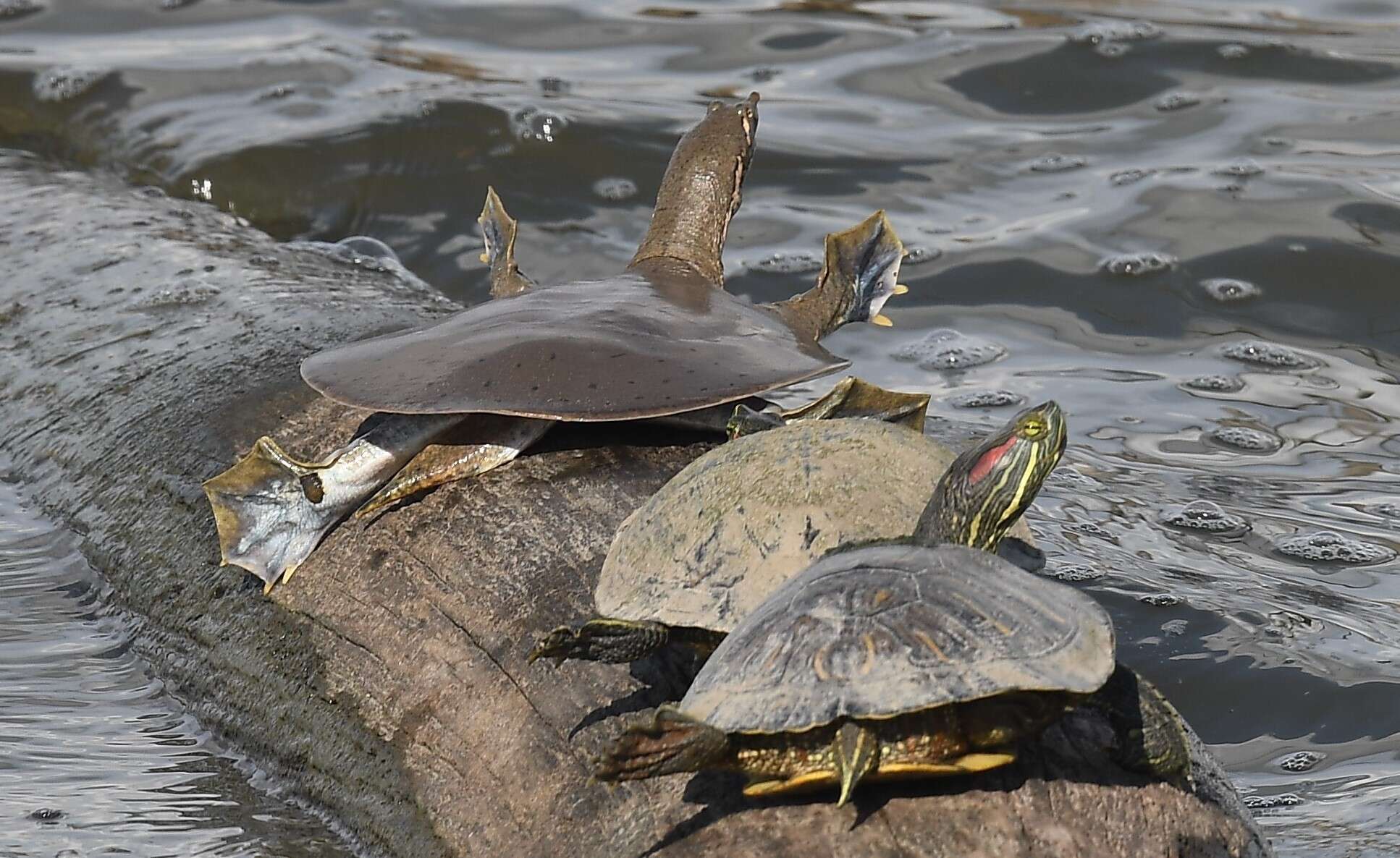 Image of Midland Smooth Softshell Turtle