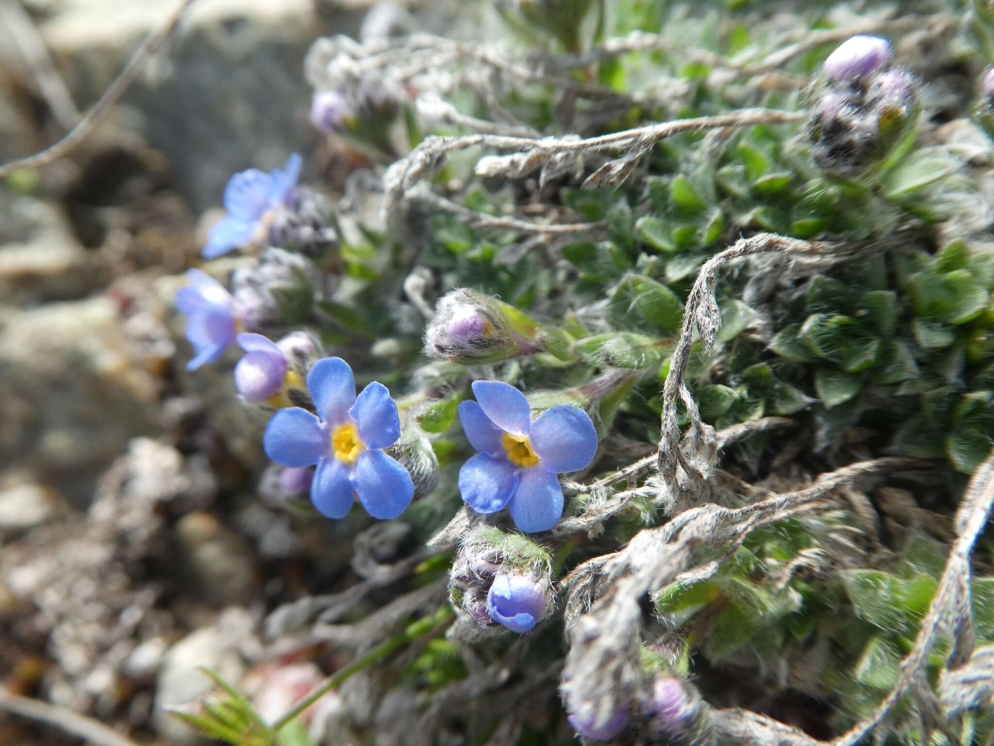 Image of Eritrichium nanum subsp. nanum