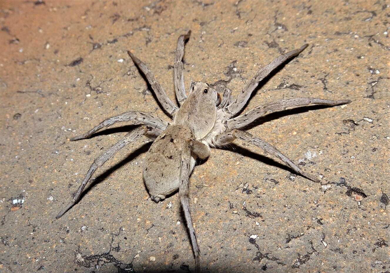 Image of Portacosa cinerea Framenau 2017