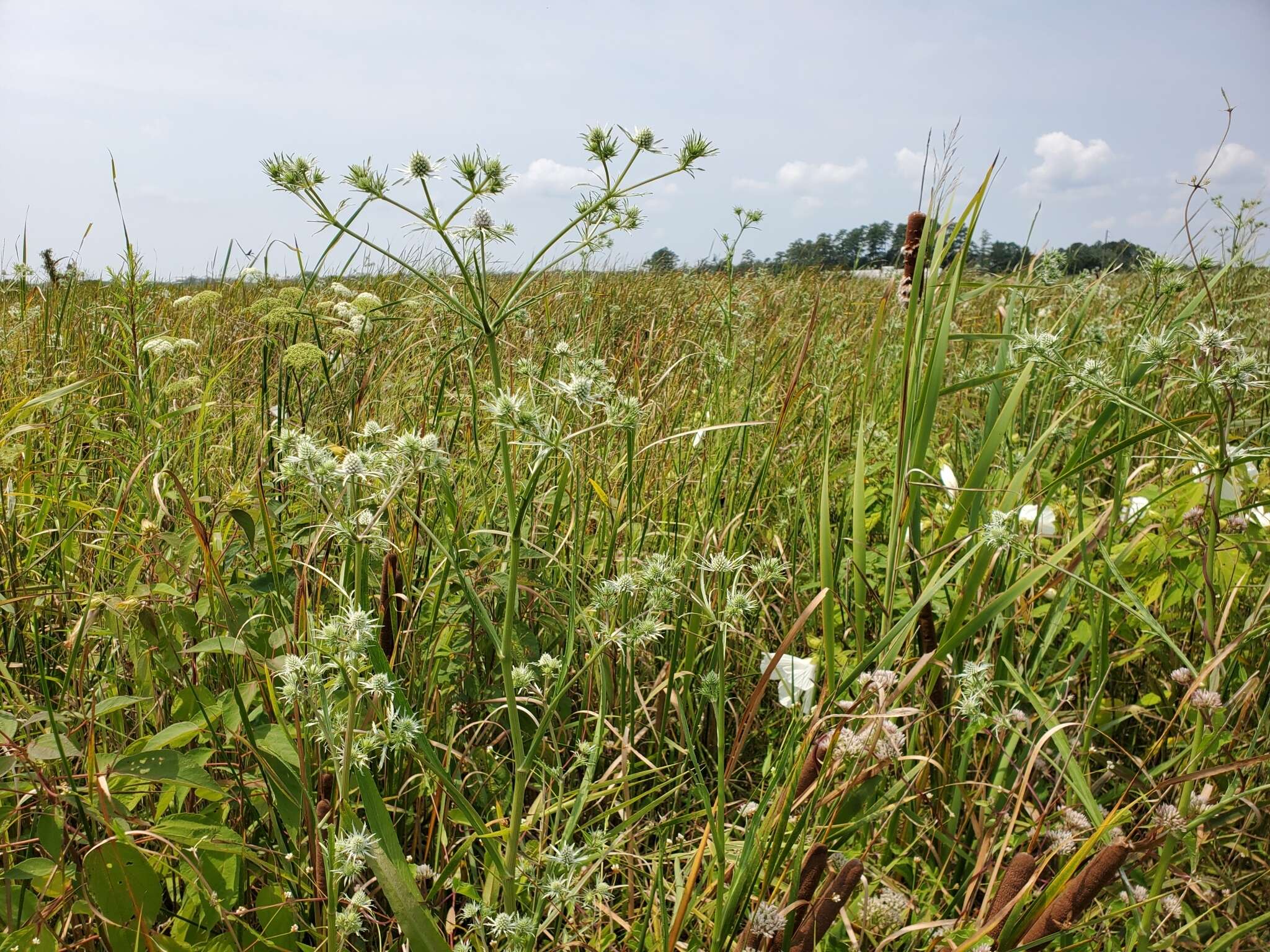 Image of rattlesnakemaster