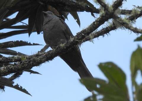 Image of Dusky Piha