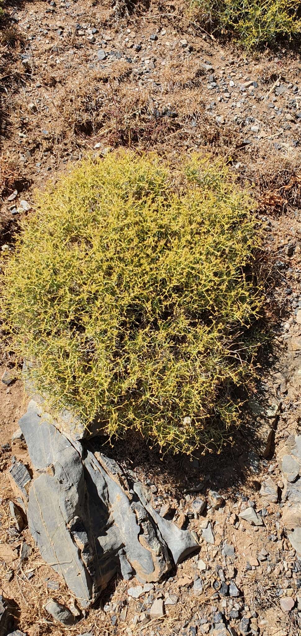 Image of Bupleurum fruticescens subsp. spinosum (Gouan) O. Bolos & Vigo