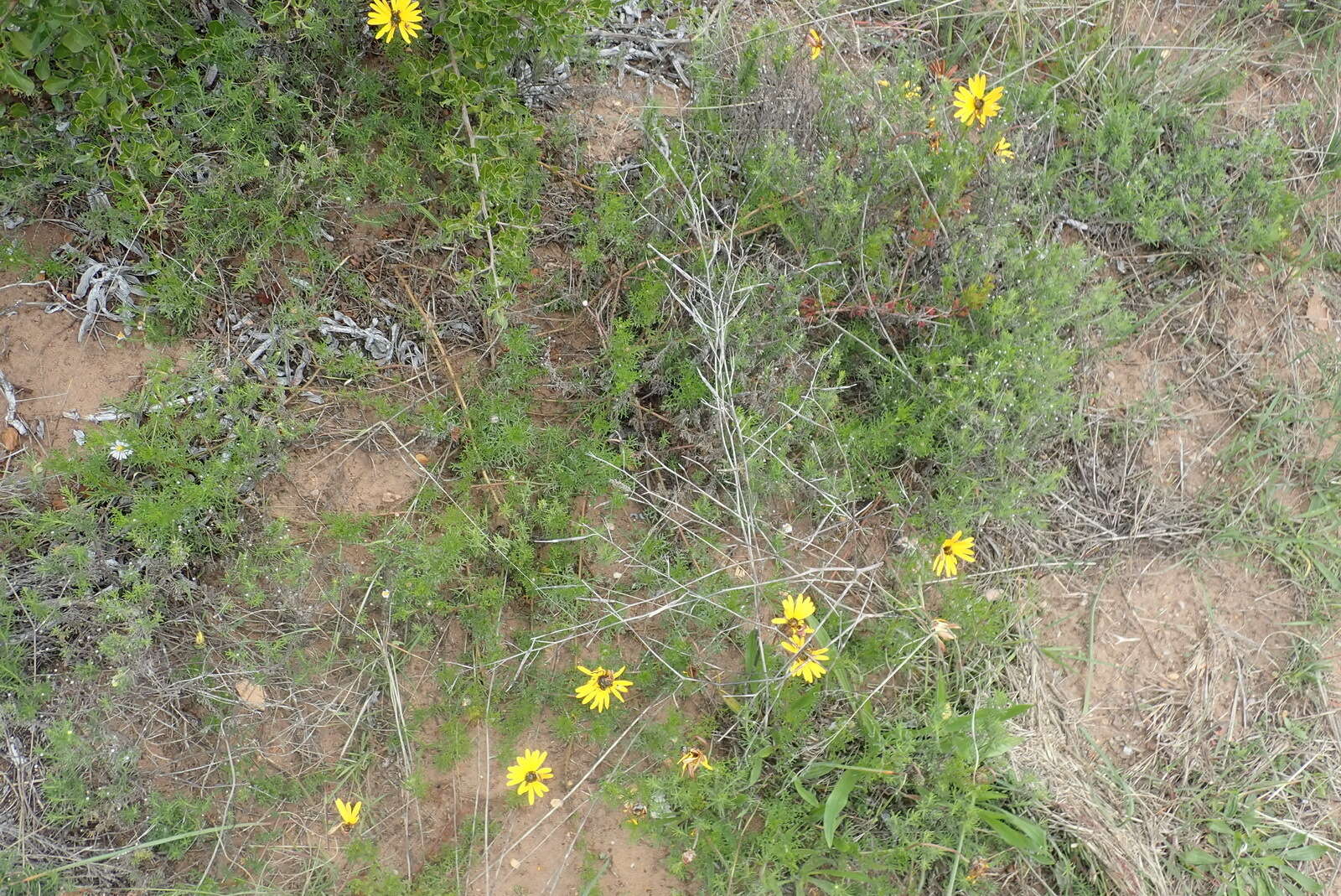 Image of Ursinia chrysanthemoides (Less.) Harv.