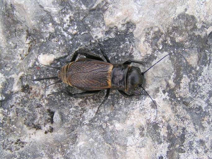 Image of Field cricket