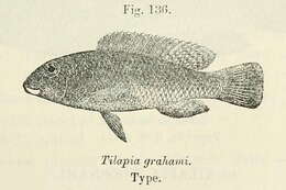 Image de Alcolapia grahami (Boulenger 1912)