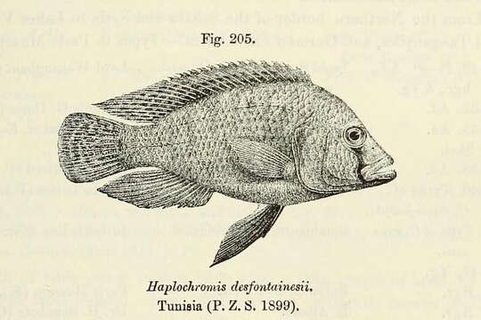 Image of Astatotilapia desfontainii (Lacepède 1802)