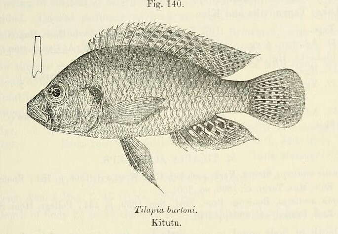 Image de Astatotilapia burtoni (Günther 1894)