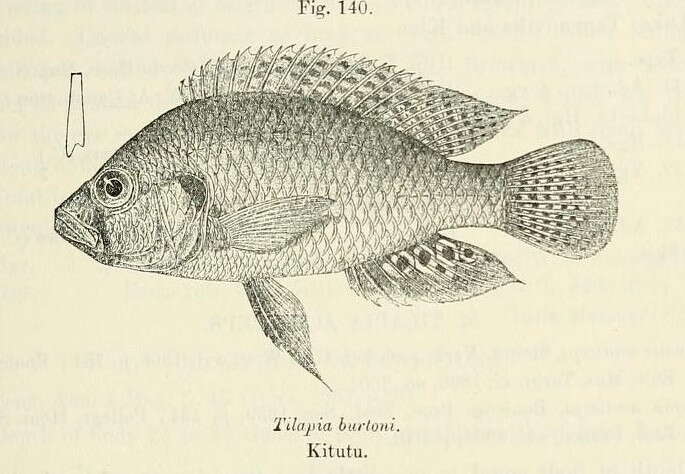 Imagem de Astatotilapia burtoni (Günther 1894)