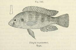 Image of Haplo Fish