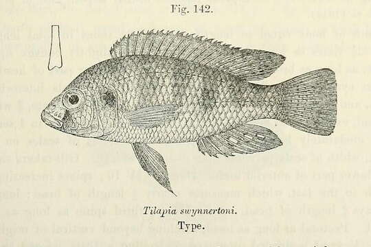 Image of Haplo Fish