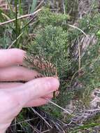 Image of Banksia bipinnatifida subsp. multifida (A. S. George) A. R. Mast & K. R. Thiele
