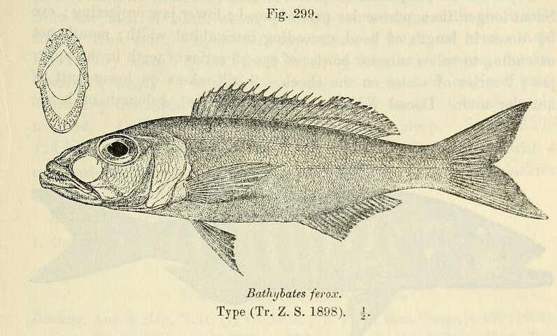 Image of Bathybates ferox Boulenger 1898