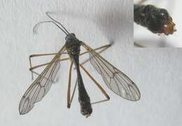 Image of Ptychoptera minuta Tonnoir 1919