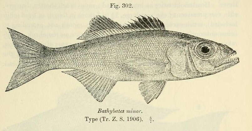 Image of Bathybates