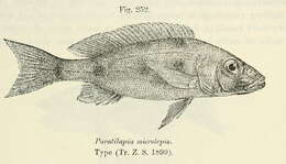 Image of Boulengerochromis