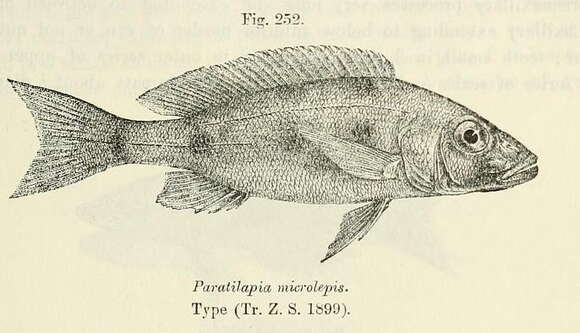 Boulengerochromis resmi